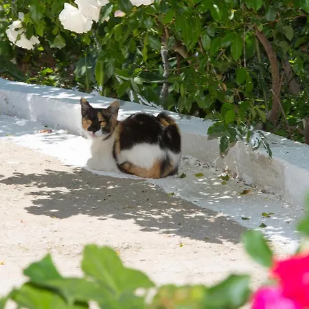 Guest house Basil &