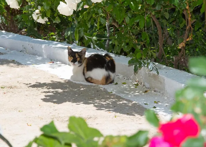 Guest house Basil &